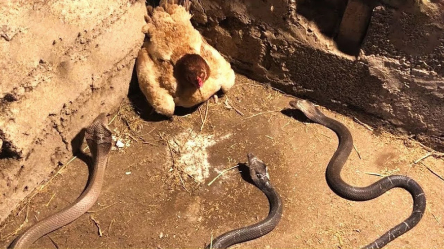 مبارزه دیدنی مرغ با مار کبری ب...