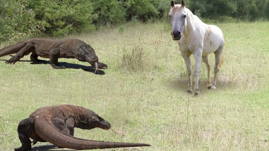 اسب های وحشی و نبرد با ازدهای...