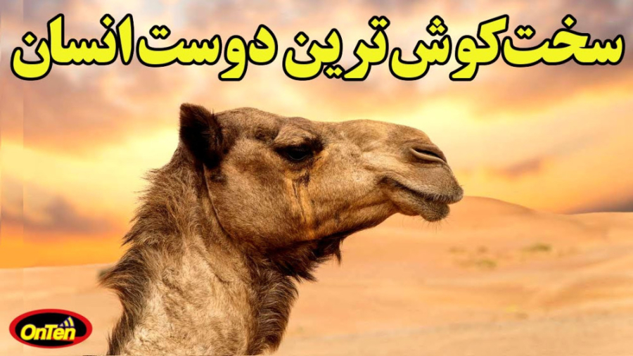 شتر و تاریخ جالب زندگی آن بر ر...