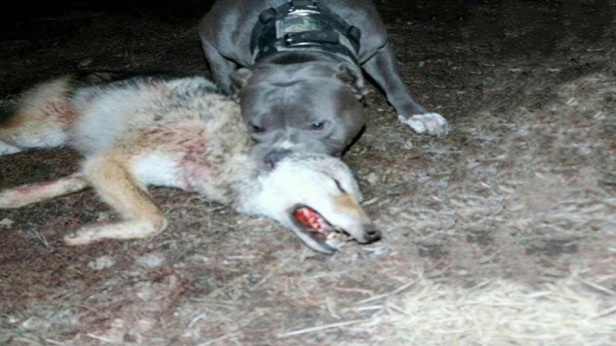 مقایسه پیتبول در مقابل گرگ  گر...