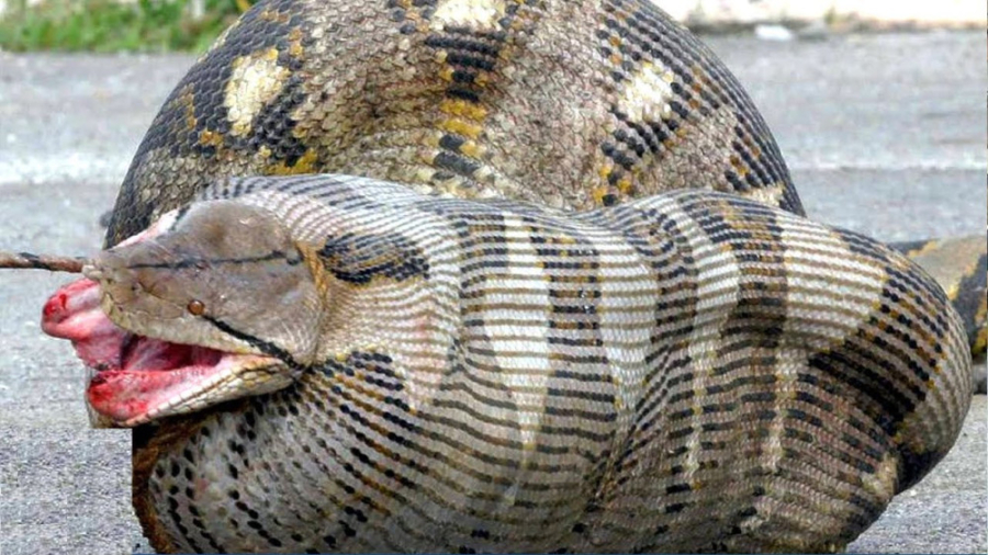 ده تا از خطرناکترین حیوانات که...