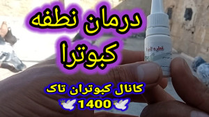 درمان نطفه کبوتر