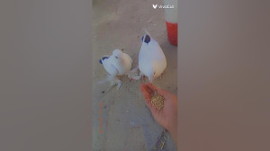 فیلم کلیپ کفتر کبوتر عشقبازی پ...