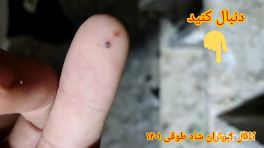 نحوه چک یا بررسی جوجه کبوترها