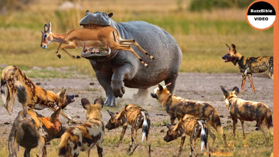 حیوانات وحشی | حمله کرگدن به ش...