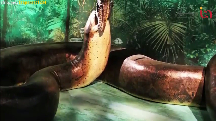 بزرگترین مار جهان بالاخره دیده...