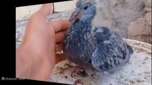 نمایشی از جوجه سبز تهرانی (پار...