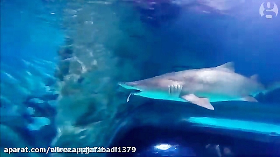 همنوع خواری کوسه در آکواریوم!