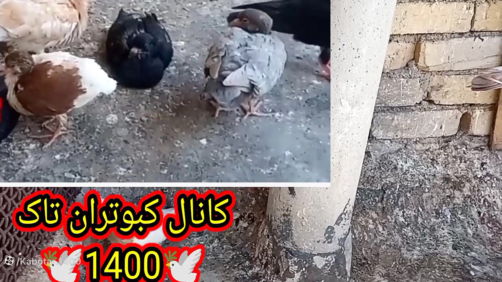 حمله گربه به جوجه کبوترام