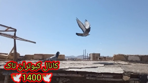 نمایشی از پریدن کبوتر سبز تهرا...