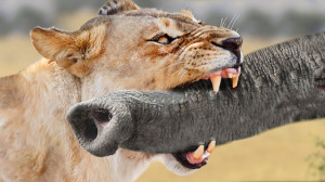 حملات باورنکردنی حیوانات وحشی...