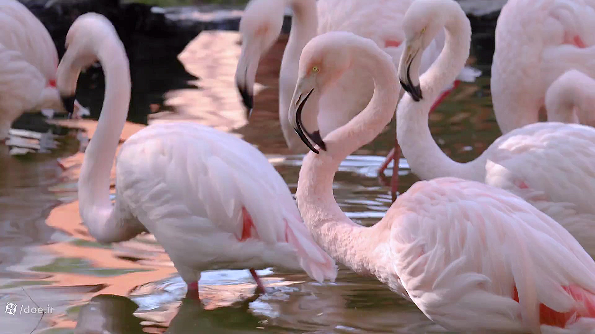 فلامینگو:1402 02 17
