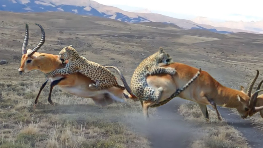 حملات پلنگ به آنتیلوپ حمله حیو...