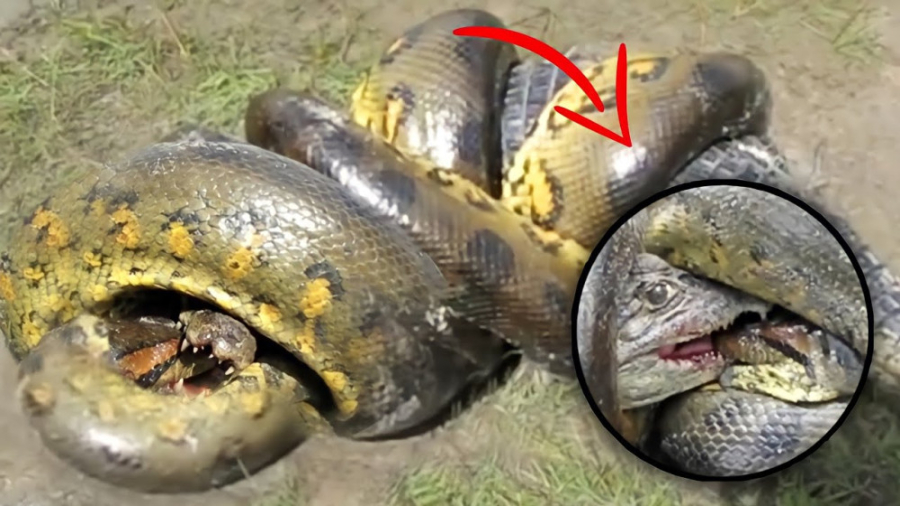 نبرد باورنکردنی تمساح با مار غ...