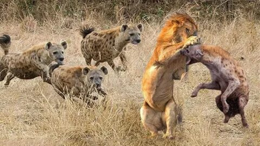 جنگ کفتار برای شکار گراز | حمل...