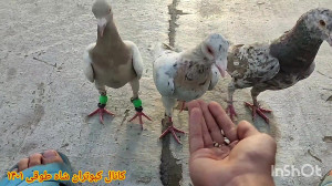 تعداد در جلد کردن کبوتر و علت...