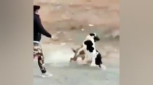 سگ دعوا