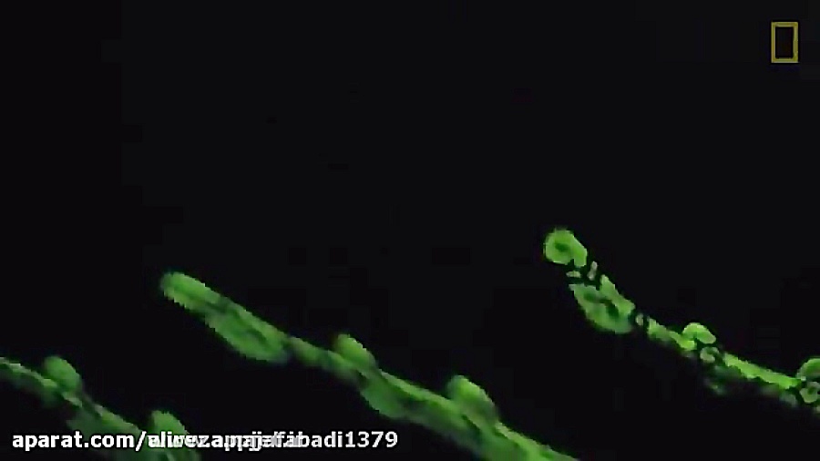 توانایی شگفت انگیز گونه ای از...