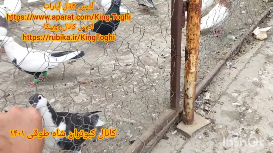 ویدیو عشقی کفتر کبوتر غریب