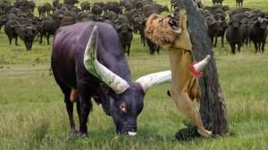 شیر مثل یک موش تسلیم بوفالو می...
