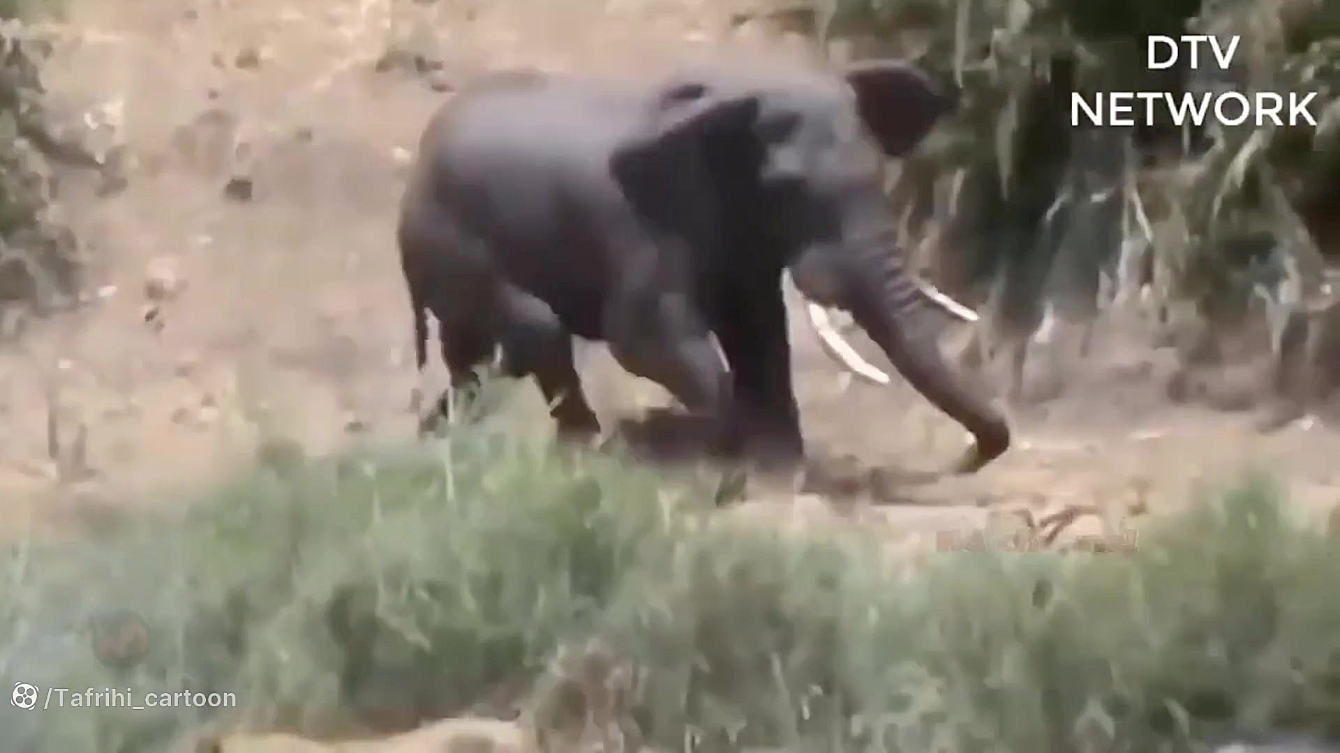 فیل مادر جان خود را برای مبارز...