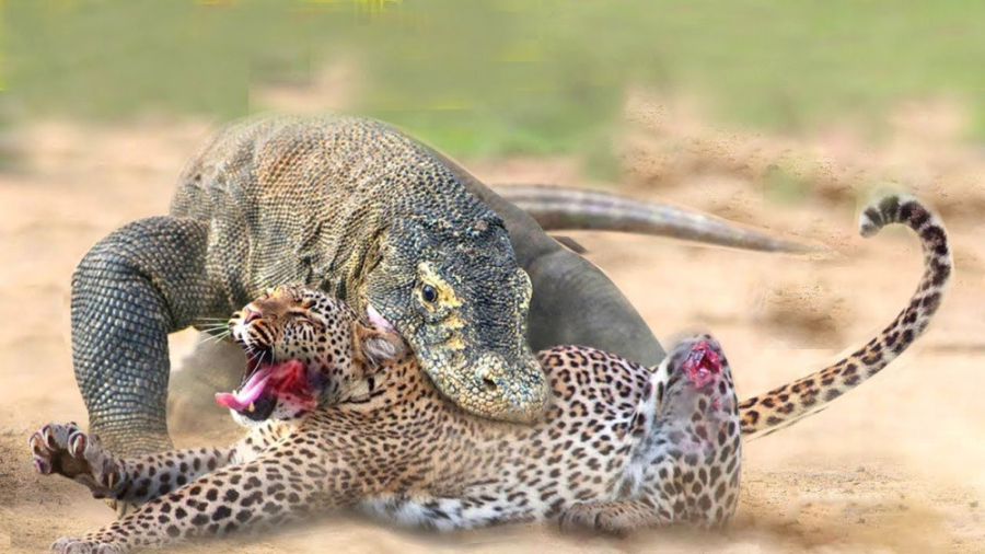 پلنگ در مقابل تمساح و مارمولک...