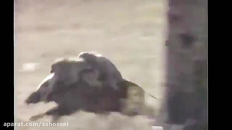 سواری گرفتن میمون از گراز وحشی...