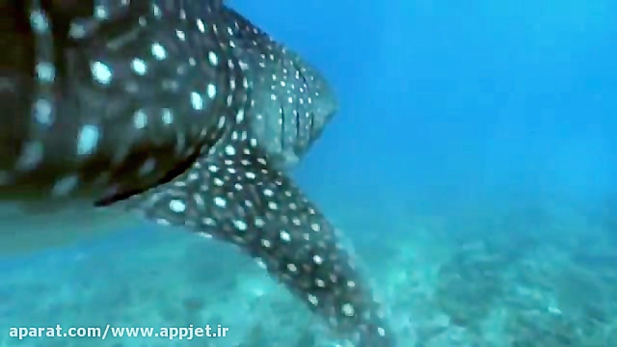 بزرگترین ماهی جهان