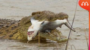 جنگ حیوانات وحشی  جنگ تمساح و...