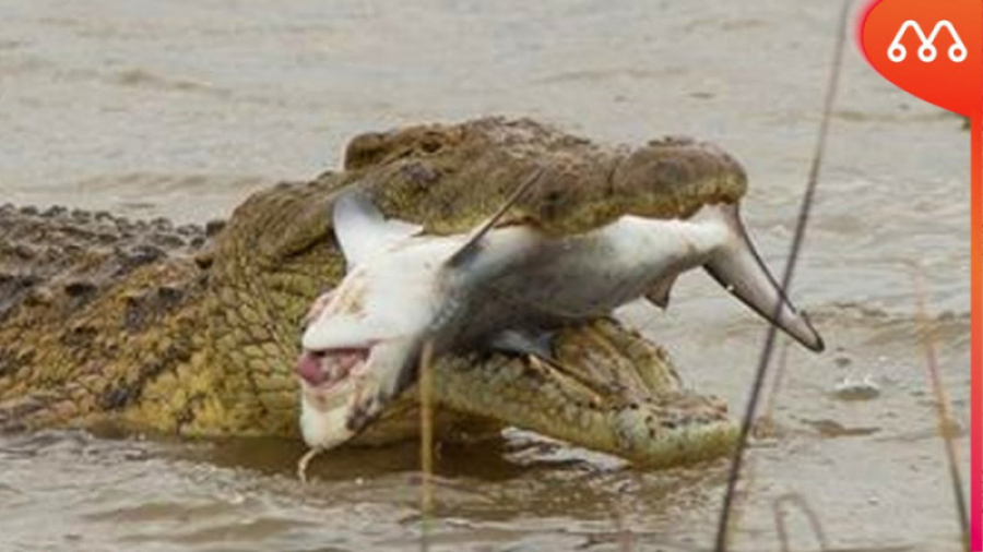 جنگ حیوانات وحشی  جنگ تمساح و...