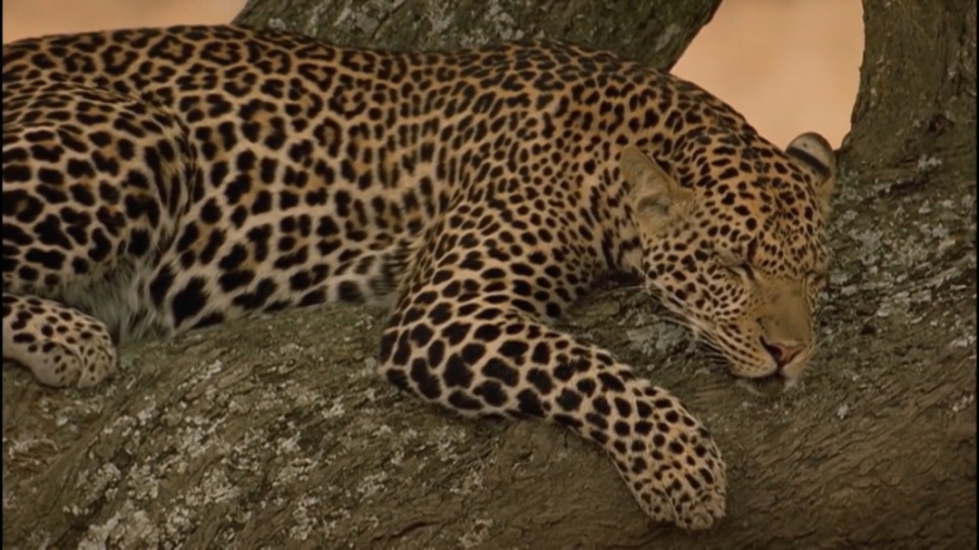 جگوار مقابل میمون | جنگ حیوانا...