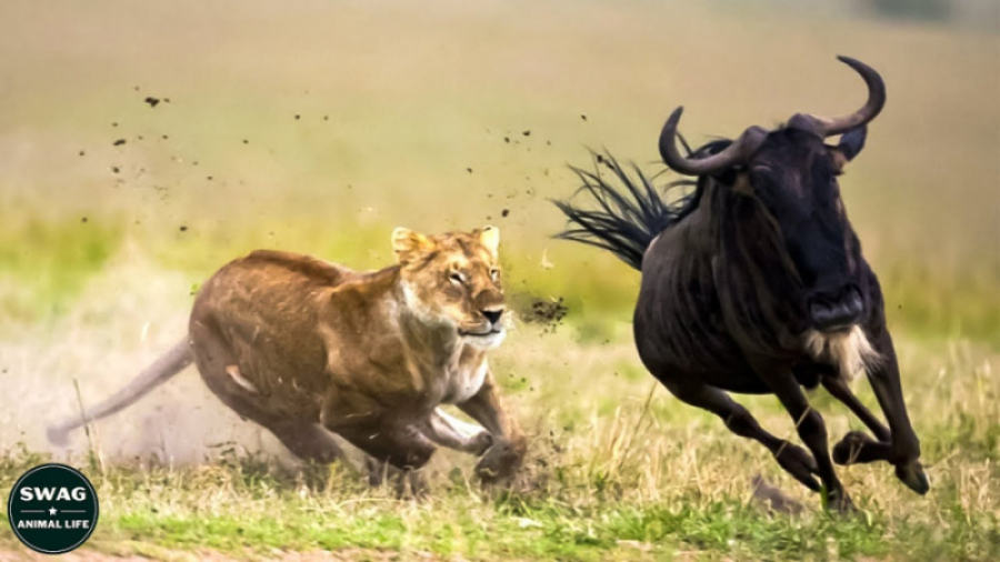 5 لحظه حملات شیر به آنتلوپ ها...