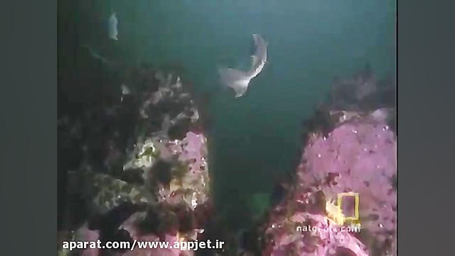 کشته شدن کوسه توسط اختاپوس غول...