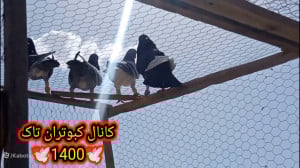 کبوتر بازی با کبوترای پرشی و ک...