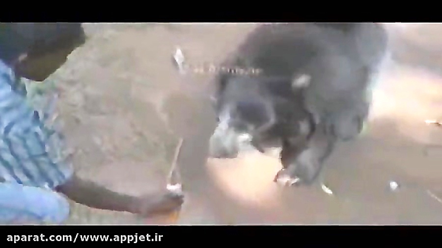 نوشابه خوردن خِرس !