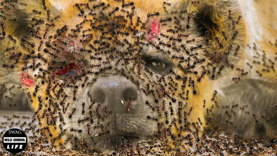 مستند حیوانات وحشی مورچه ها شک...