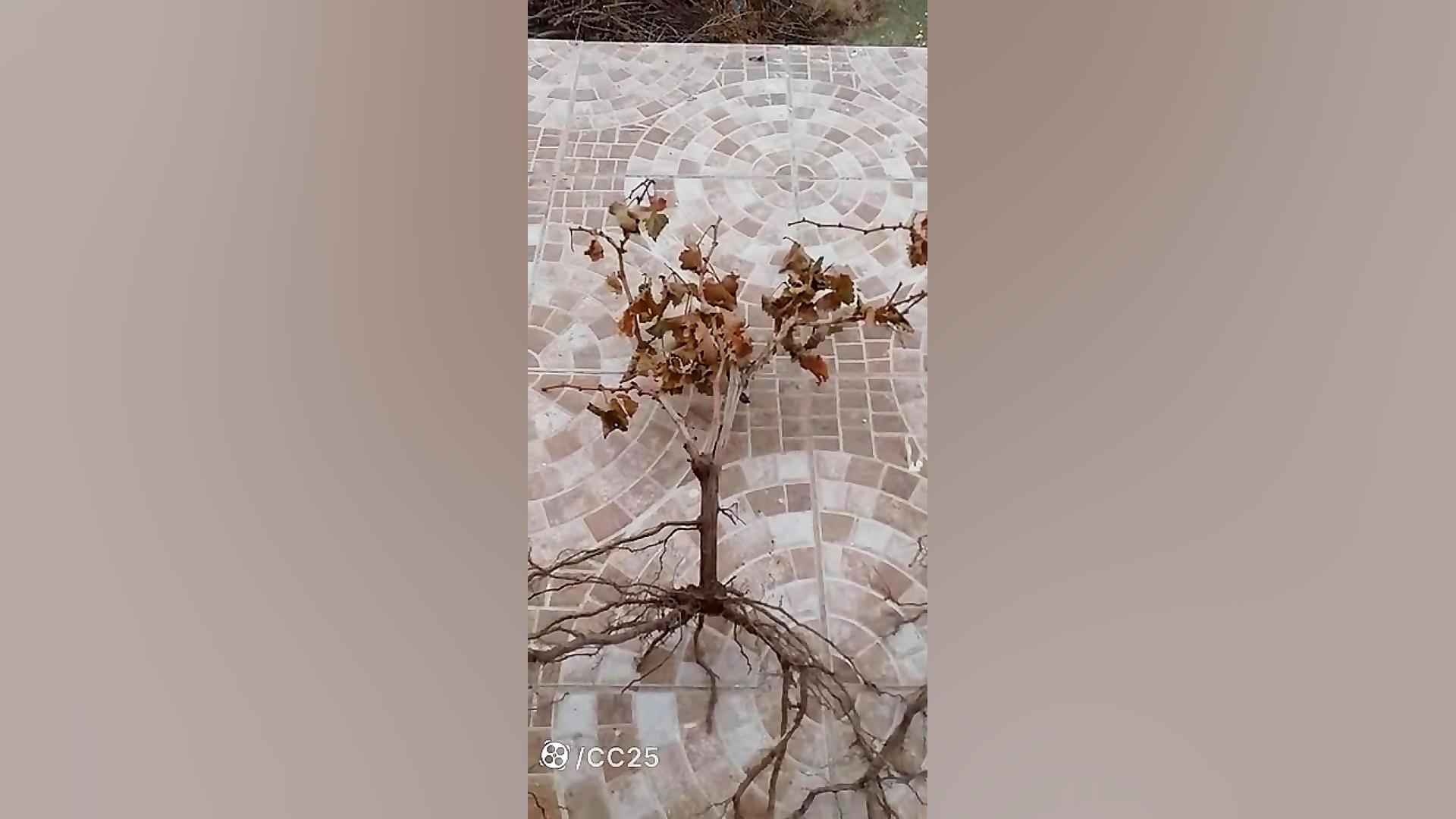 طریقه کاشت نهال در پاییز