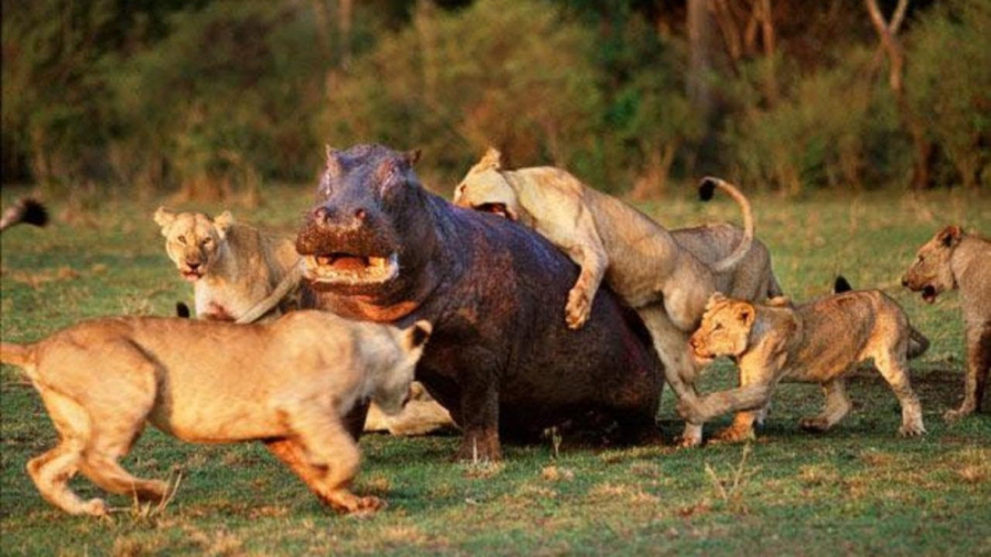 حملات وحشیانه گربه سانان ترسنا...