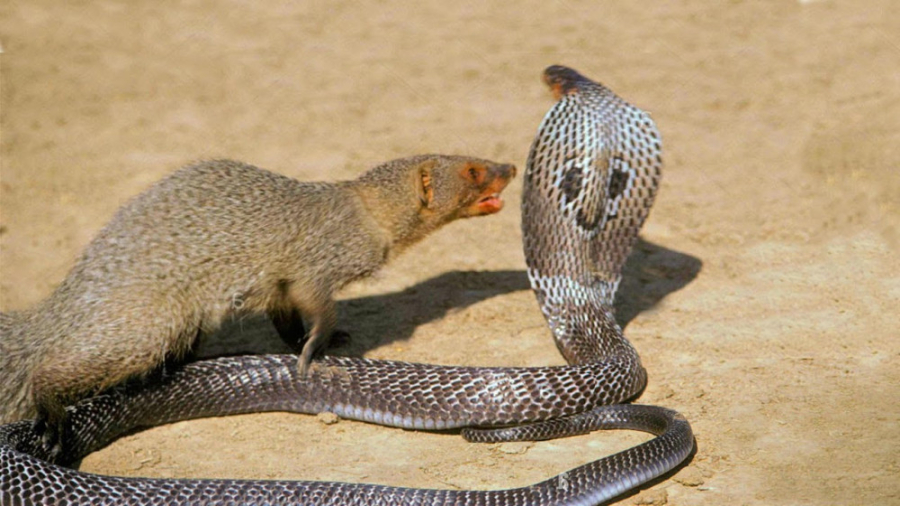 نبرد حماسی مونگوس در مقابل کبر...