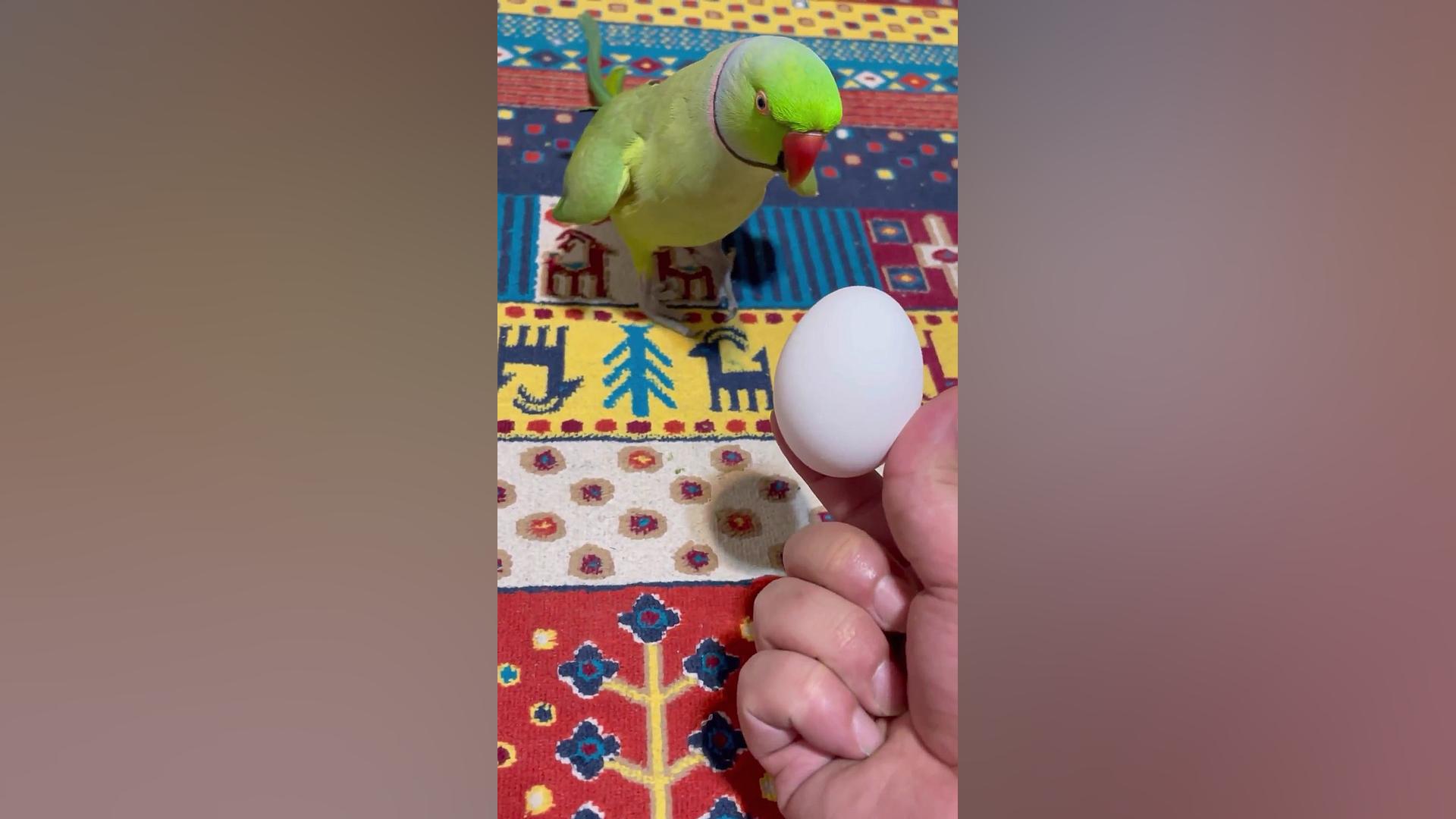 واکنش نازنین به تخم مرغ | طوطی...