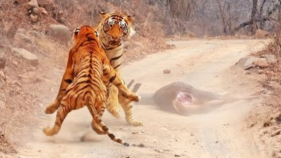 حیات وحش، نبرد ببرها برای تصاح...