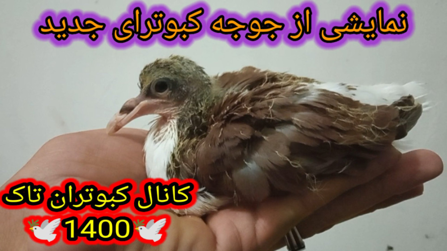 نمایشی از جوجه کبوترای خوشرنگ...