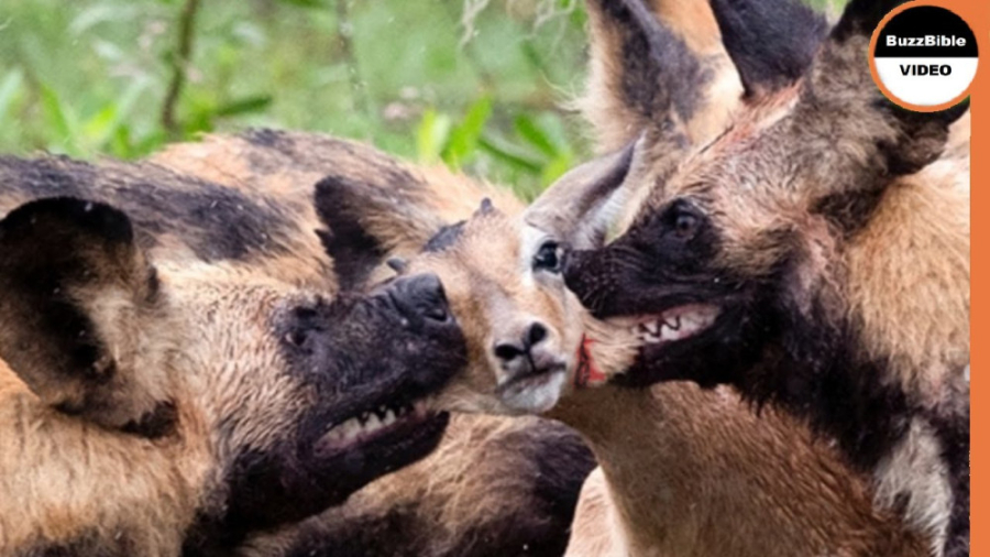 مستند راز بقا  ایمپالا در محاص...