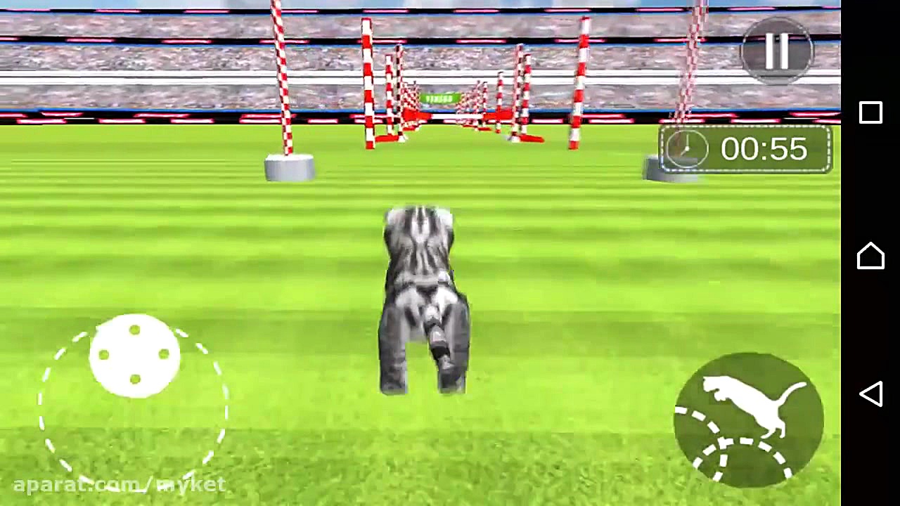 Cute Cat Stunts Show