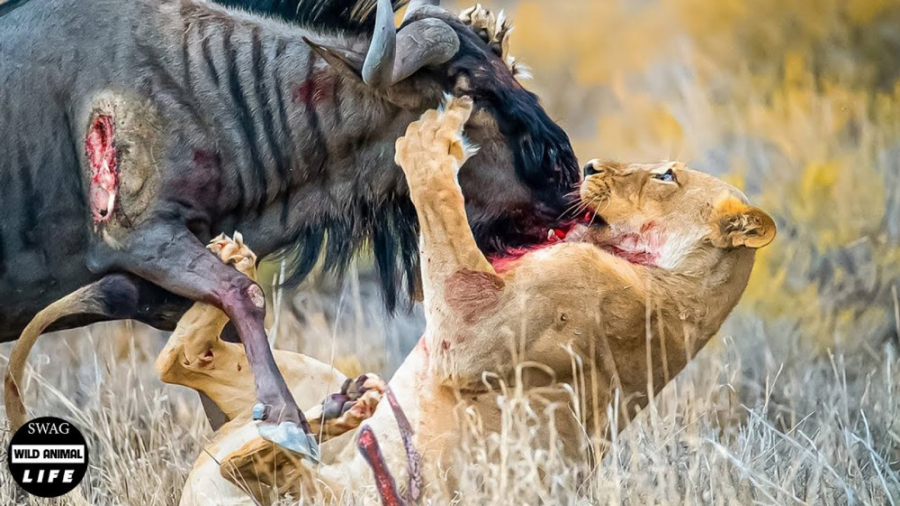 مستند رازبقا  لحظه زخمی شدن شی...