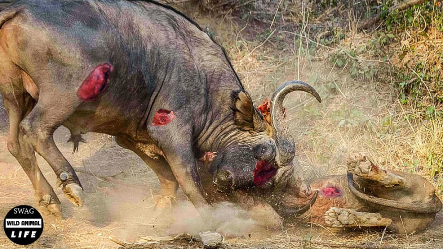 مستند رازبقا | وحشتناک! شیرها...