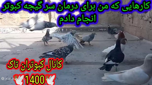 سر گیجه کبوتر ونکاتی در مورد د...