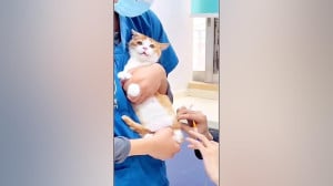 ویدئو طنز لحظه آمپول زدن گربه
