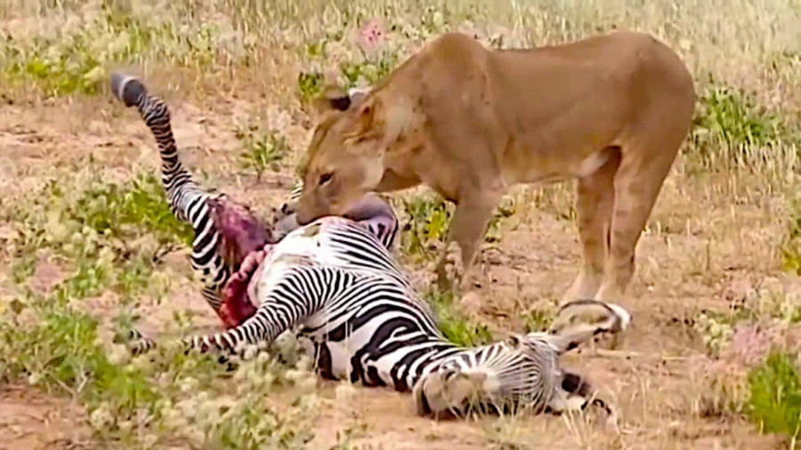 نبرد حیوانات وحشی ، حمله شیر ب...