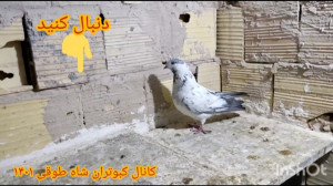 کبوتر غریب گیری